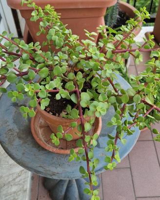 Portulacaria Afra Variegata