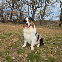 Pastore australiano per monta