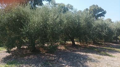 Piante di Ulivo