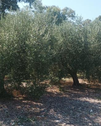 Piante di Ulivo