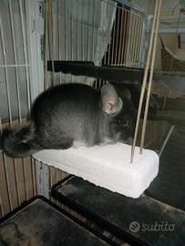 chinchilla
