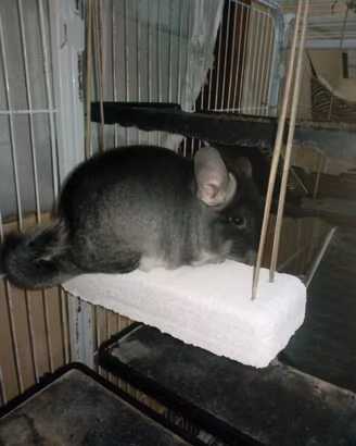 chinchilla