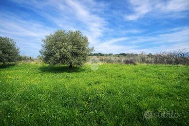 TERRENO A SILVI