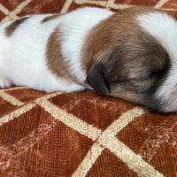 Cuccioli jack russell