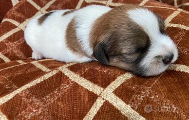 Cuccioli jack russell