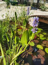 Piante acquatiche-Pontederia cordata viola e alba