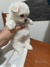 Maltese toy