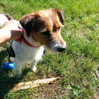 Stallone Jack Russell Terrier per accoppiamento