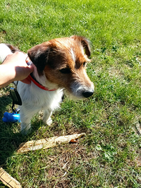 Stallone Jack Russell Terrier per accoppiamento
