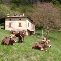 ALPEGGIO per ALLEVATORI