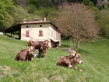 ALPEGGIO per ALLEVATORI