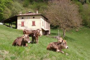 ALPEGGIO per ALLEVATORI