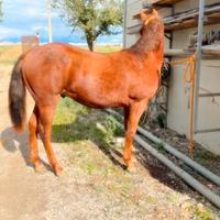 Stallone 19 mesi quarter
