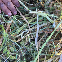 Erbamedica di primo sfalcio