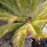cycas