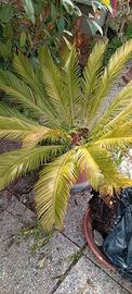 cycas