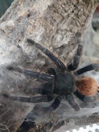 Cromatopelma migale ( tarantola)