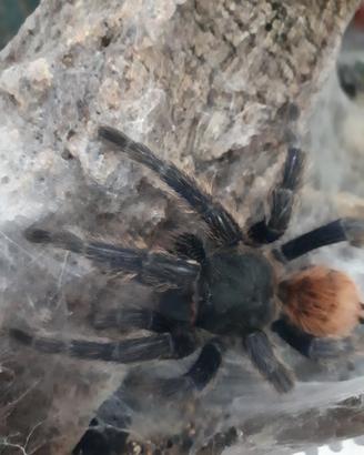 Cromatopelma migale ( tarantola)