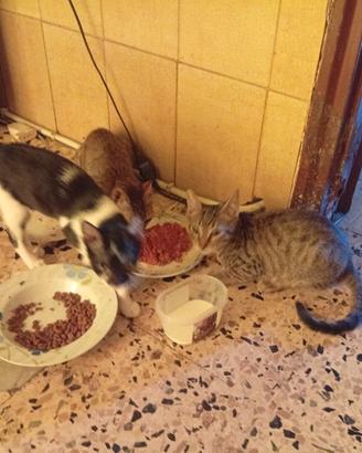 Gattini