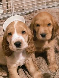 Cuccioli cocker spaniel