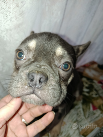 Bulldog francese blu tan pronta