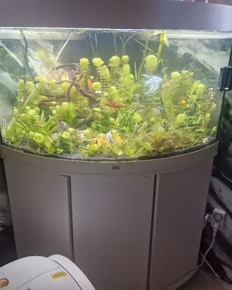 Acquario juwel 190 litri