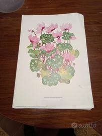 Luciana Forni "I FIORI DA VASO" 1981 - 1982