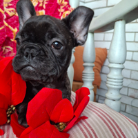 Bouledogue francese cuccioli