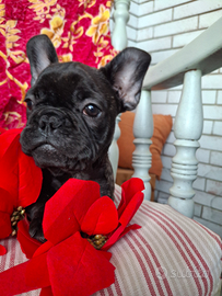 Bouledogue francese cuccioli