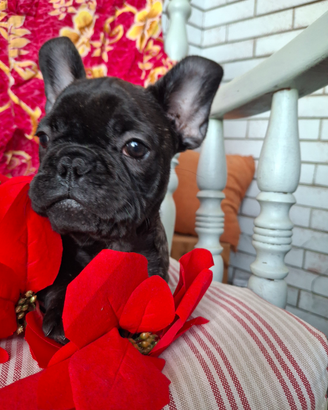 Bouledogue francese cuccioli