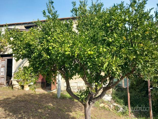 Casa Agricola linoni- arance-cedro-uliveto