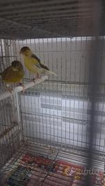 Ultimissime coppie