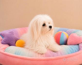 Maltese " mini toy" coreano disponibili subito