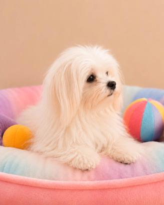 Maltese " mini toy" coreano disponibili subito