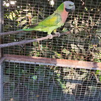 Parrocchetto dai mustacchi