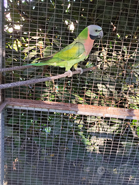 Parrocchetto dai mustacchi