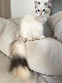 Gatti Siberiani Neva Masquerade