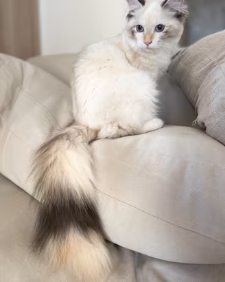 Gatti Siberiani Neva Masquerade