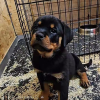 Cucciole di Rottweiler