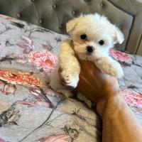 Cuccioli maltese mini toy