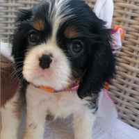 Cucciolo di Cavalier King Charles spaniel tricolor