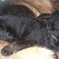 Cuccioli di pastore tedesco