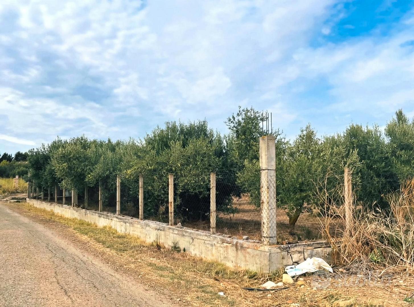 Sanluri - Uliveto di circa 2.200 mq - Vista 3