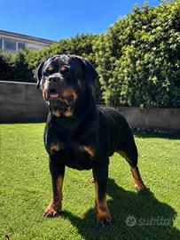 Cuccioli Rottweiler con Pedigree ENCI
