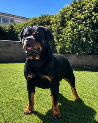 Cuccioli Rottweiler con Pedigree ENCI
