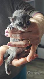 Gattini Maine Coon con pedigree