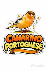 Canarino portoghese