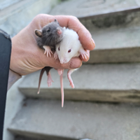 Rattini da compagnia