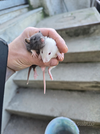 Rattini da compagnia