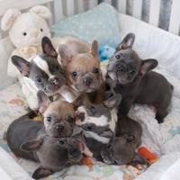 Bulldog Francesi cuccioli